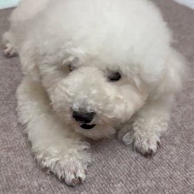 今日のニコ♪動画の画像