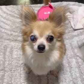 【里親募集中】小さいけどがんばってます♪の画像