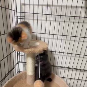 シッポが生えた天使の画像