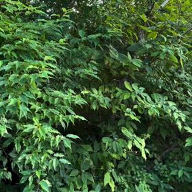 何も考えずそのままを体現するの画像