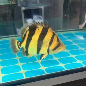シャムタイガー2匹目！いつの世も憧れの魚であり続ける！の画像