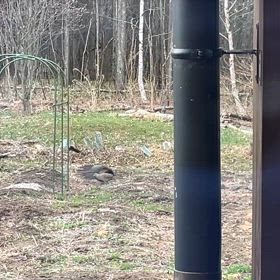 田舎の朝の庭風景の画像