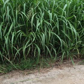 虫の音色の画像