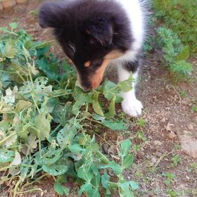 野菜ドロボー犯行の瞬間の画像