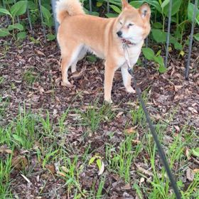 愛犬ハチ16歳　今日の朝散歩の画像