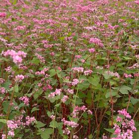 ひさびさのウォーキングはなかなかの画像