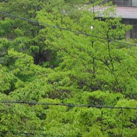 鳥達の声が素晴らしいの画像