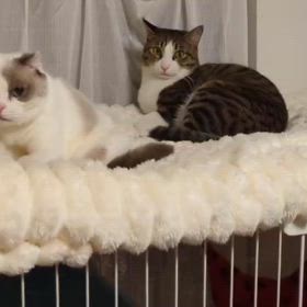 シャンソンのプチ動画の画像