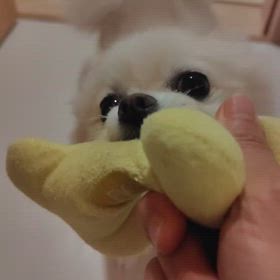 熊の恐怖の画像