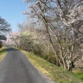 花の命はみじかくて・・・②の画像