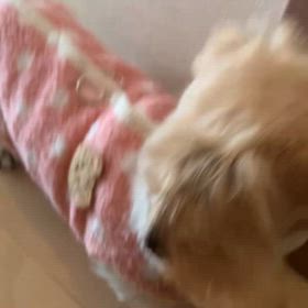 りんがいなくなってからの画像