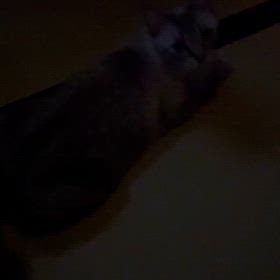 昨夜の猫事情の画像