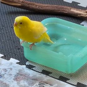 ピーちゃん、水浴びを楽しむの画像