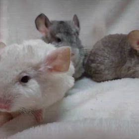 チンチラbaby ご家族様募集中！の画像