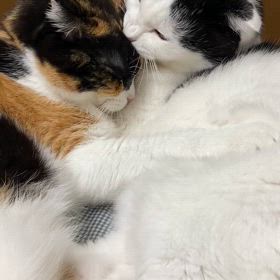 ささやかな、かけがえのない至福の画像