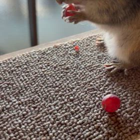 好感度を上げよう(・Д・)ノの画像