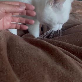 白猫の目覚ましの画像