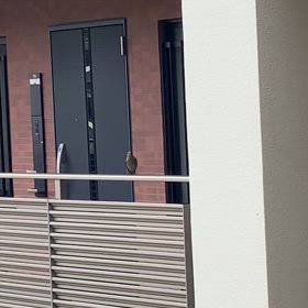 この鳥は？の画像