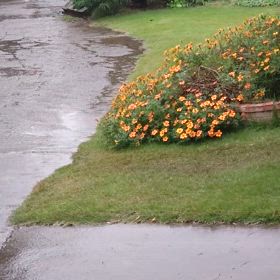 雨の中 の ウグイス  ニョラの居場所の画像