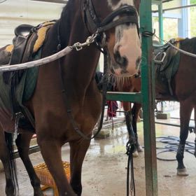 催促がすぎる馬の画像