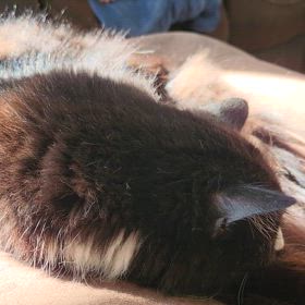 モンモンの画像