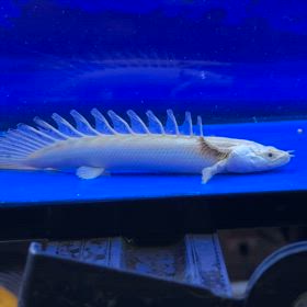 蜃気楼ドラゴンヘッド！静岡のお客様にご成約頂きました！の画像