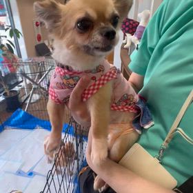 家族募集中　チワワ　クララちゃんの画像