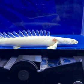 九州の蜃気楼マニア様に極上プラチナビキールラプラディご成約頂きました！の画像