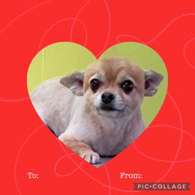 DOGXDOG チョコちゃんの画像