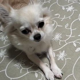 ハッチャケのオンプちゃんの画像