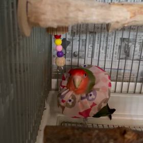あきちゃんのストレス発散法の画像