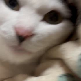 めろめろの画像