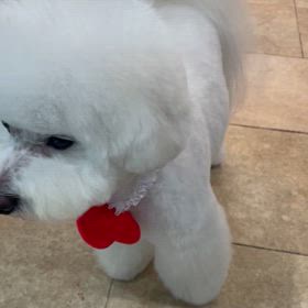 もこたんくん♡の画像