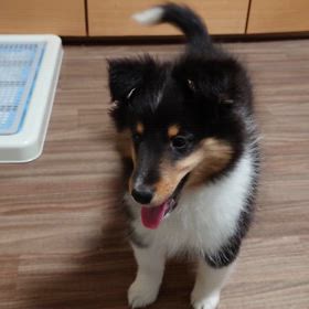 タマゴの逆襲の画像