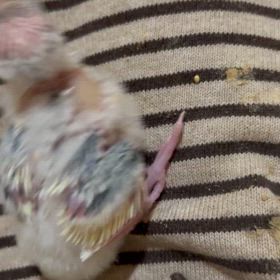 チビ①とチビ②の成長日記を付けよう！の画像