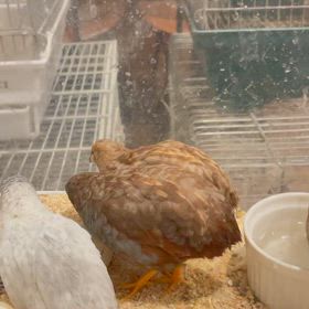 ヒメウズラさん入荷しました！の画像