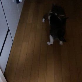 恐々してしまった！　又やってるにゃんの画像