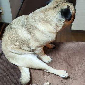 ルンバとパグの力関係（我が家の場合）の画像