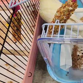 お見合いからの…養子決定‼️の画像