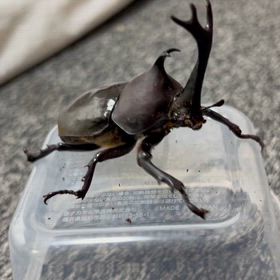 【カブトムシ】ウチのカブトムシさんの画像