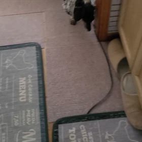 最近のアルトの画像