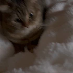 愛猫との暮らしの画像