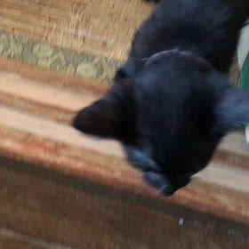 あんずちゃんの画像