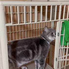 新入りを待てないまおちゃんの画像