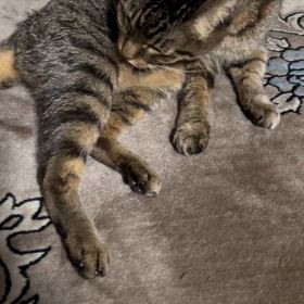 26歳の爺さん⭐︎キレイ好き٩(๑❛ᴗ❛๑)۶の画像