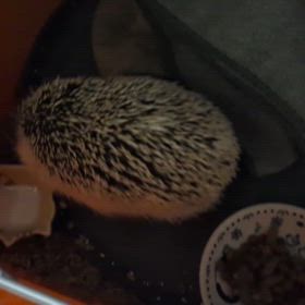 ハリネズミが尊いの画像