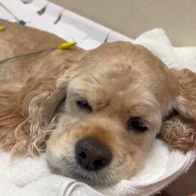 ななちゃん、気持ち良すぎておねむさんのメンテナンス鍼灸治療でした！の画像