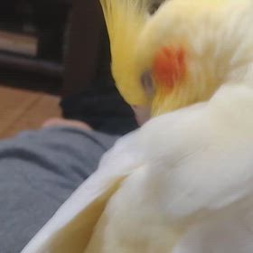 今日のじょじょの画像