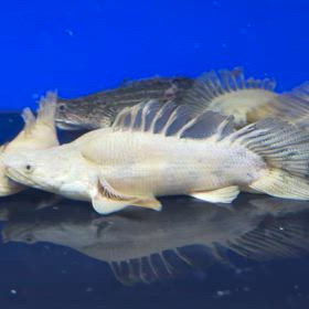 カマロ乗りのお客様、ミラクルキングショート 28万即決！の画像