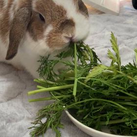 まりんとにんじんの葉の画像